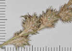 Fescue sedge